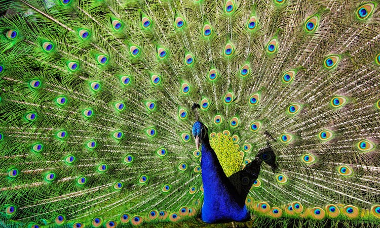 Blue And Green Peacock