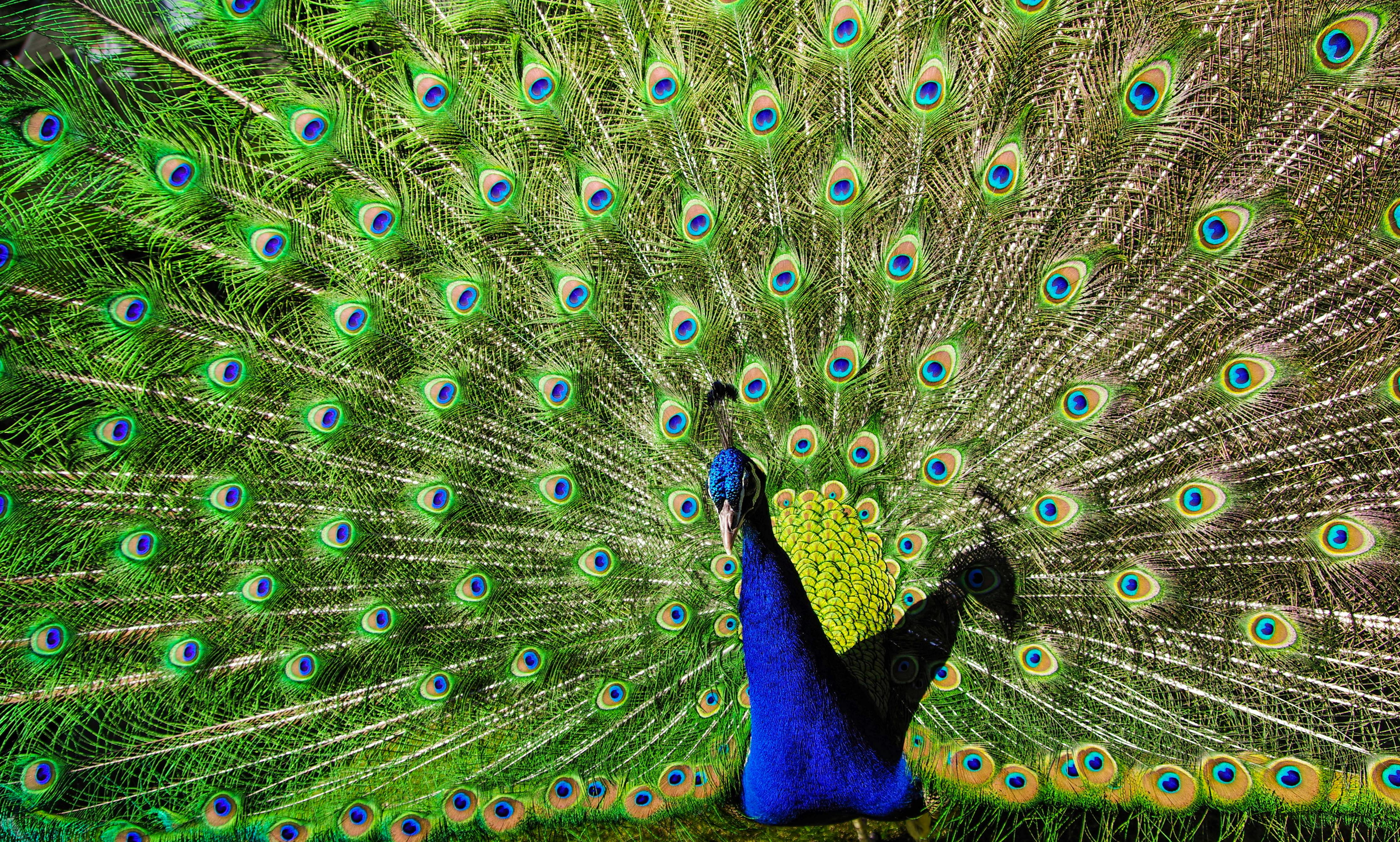 Blue and Green Peacock · Free Stock Photo