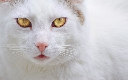Fotobanka s bezplatnými fotkami na tému biela mačka, cicavec, fúzy
