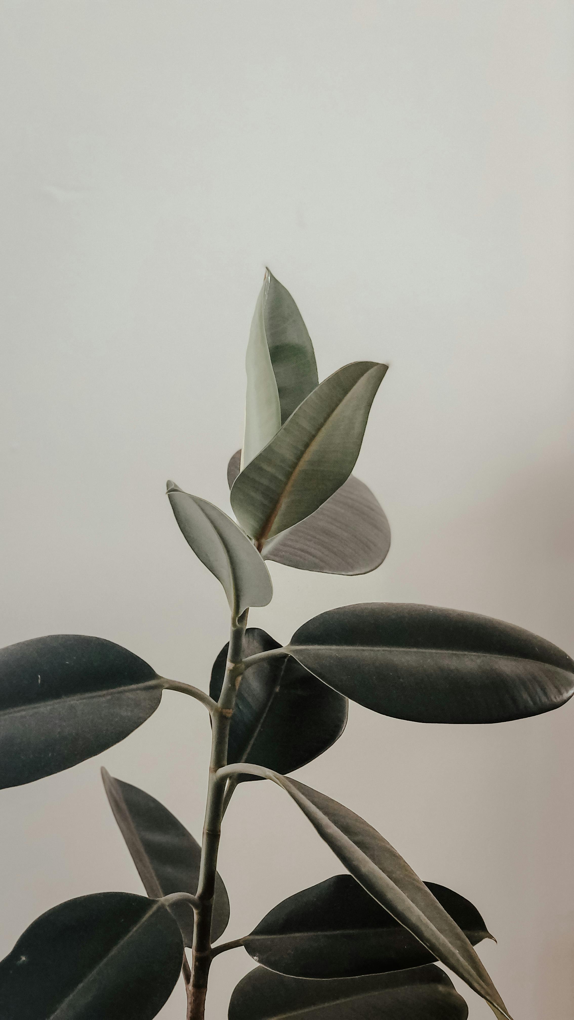 A close-up shot of a rubber plant showcasing its glossy leaves against a neutral background.