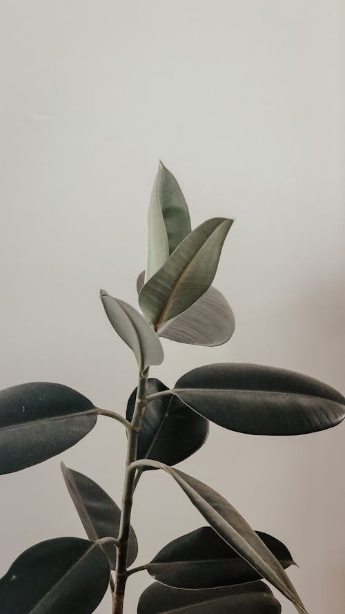 Základová fotografie zdarma na téma detail, listy, rostlina