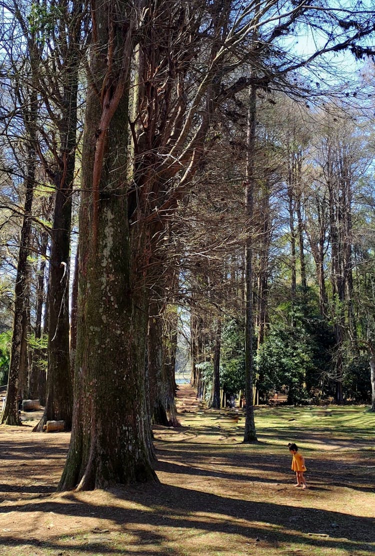 A Young Kid Standing Near The Tall Trees