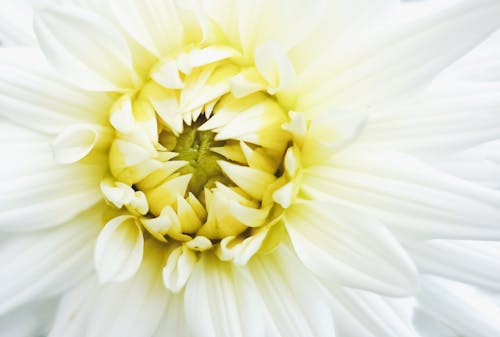 Darmowe zdjęcie z galerii z biały kwiat, dalia, delikatny