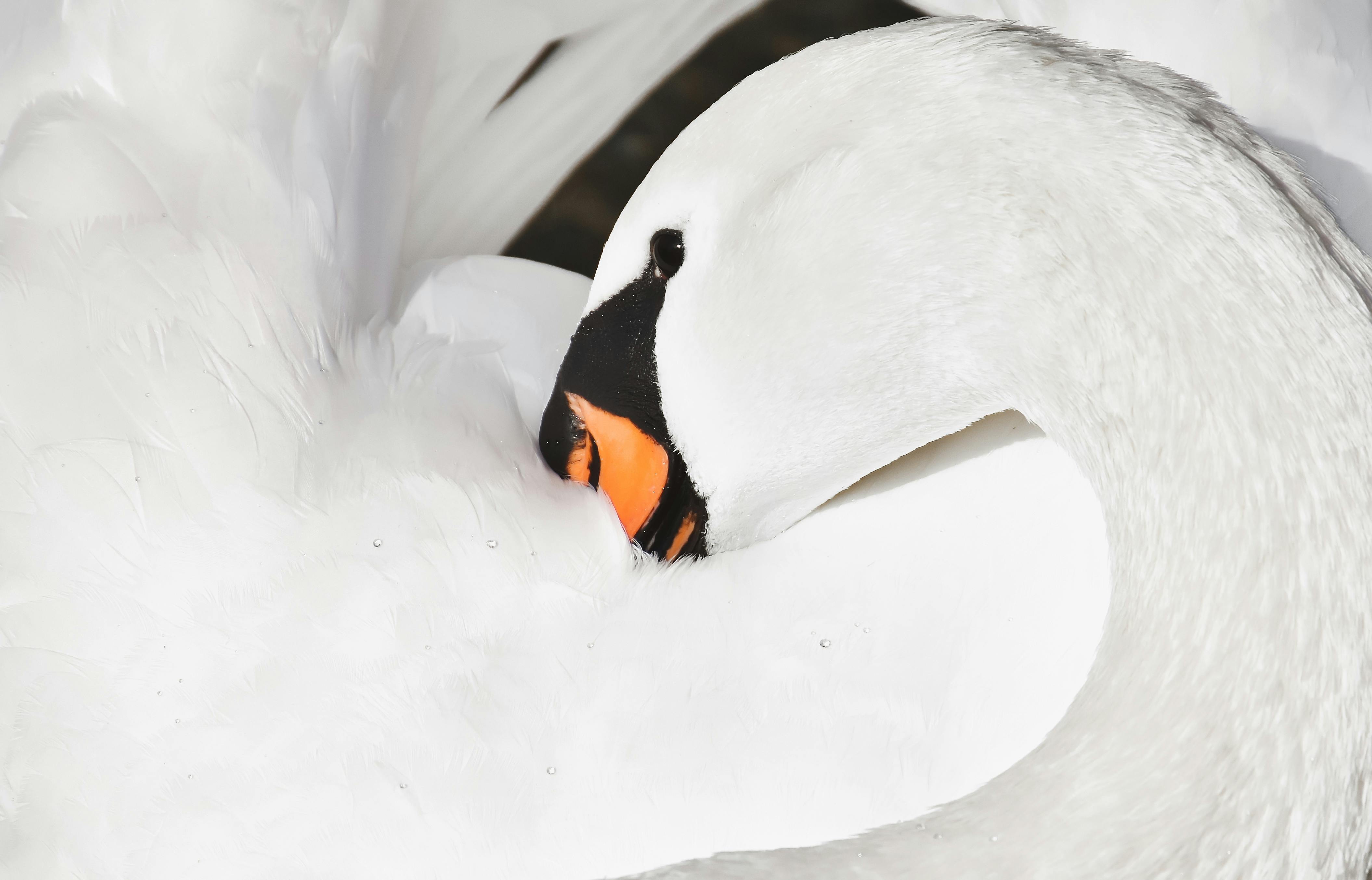 Detailed close-up of a white swan with orange beak grooming its feathers.