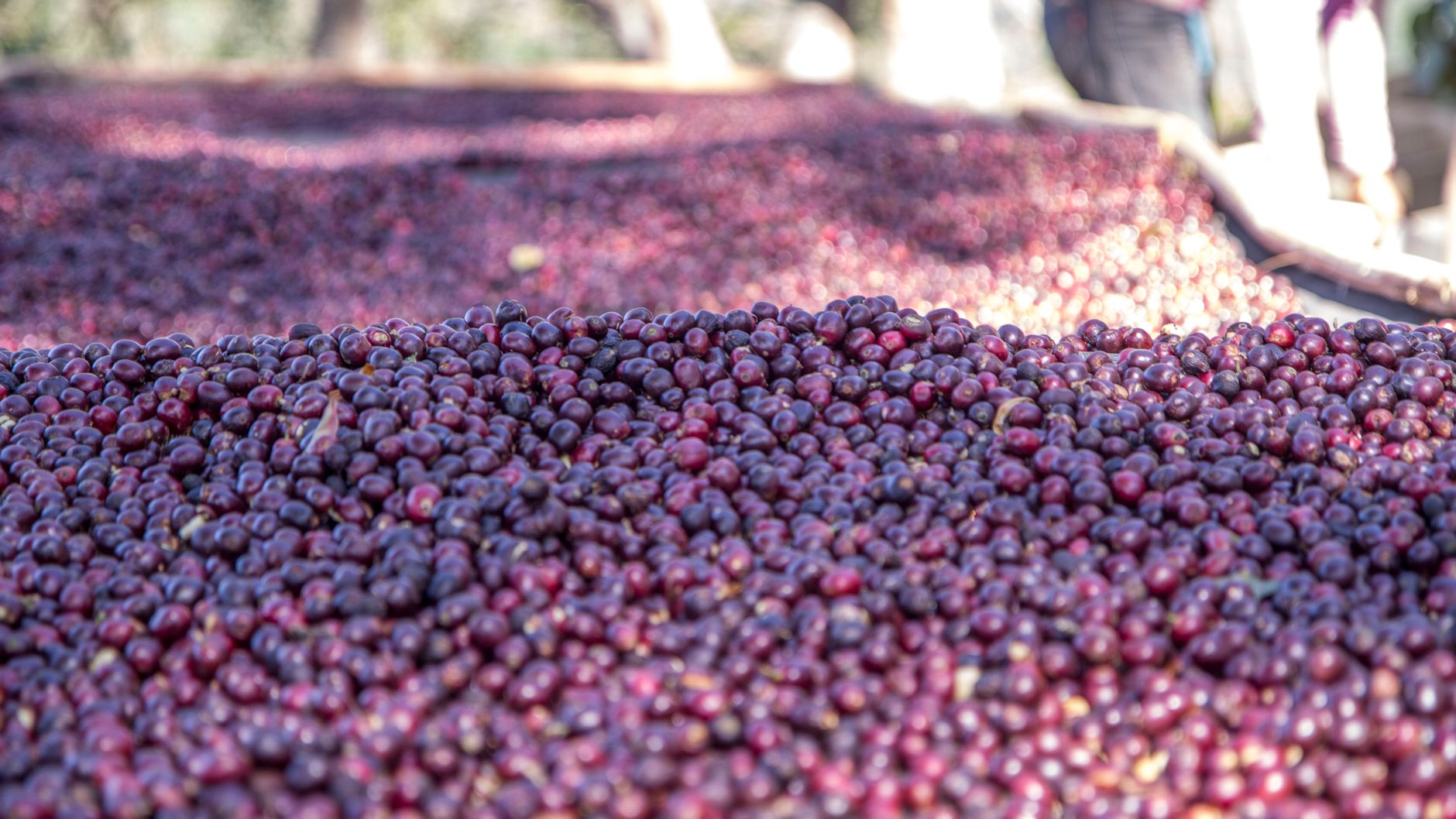 Close-up of freshly harvested red coffee cherries drying in the sun in Nicaragua.