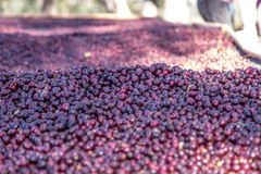 Close-up of freshly harvested red coffee cherries drying in the sun in Nicaragua.