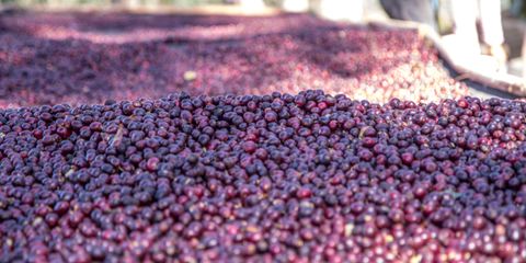 Close-up of freshly harvested red coffee cherries drying in the sun in Nicaragua.