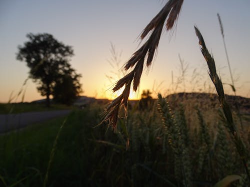 小麦植物的选择性聚焦照片