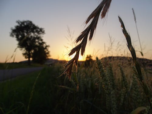 Free Selective Focus Photo of Wheat Plant Stock Photo