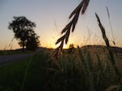 日落时分，宁静的景色中，近处是麦田，远处有一棵孤树