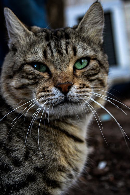 Close-Up Shot of a Brown Tabby Cat 