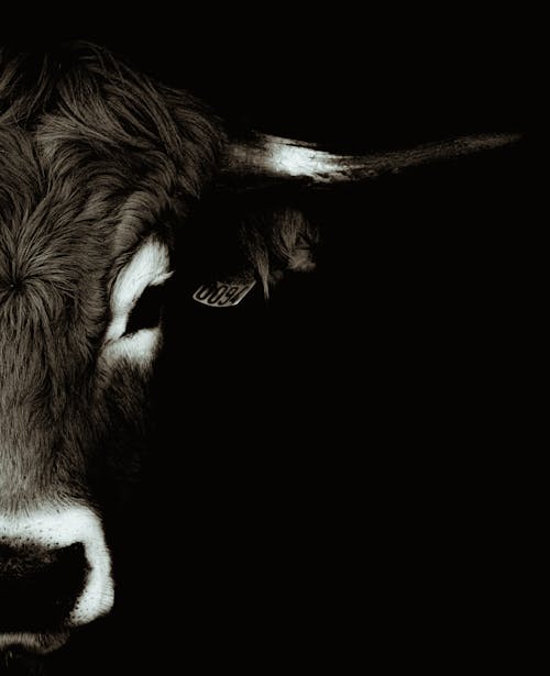 бесплатная Бесплатное стоковое фото с корова, крупный план, монохромный Стоковое фото