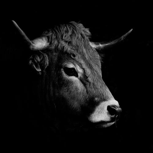 Cow Head on Black Background 