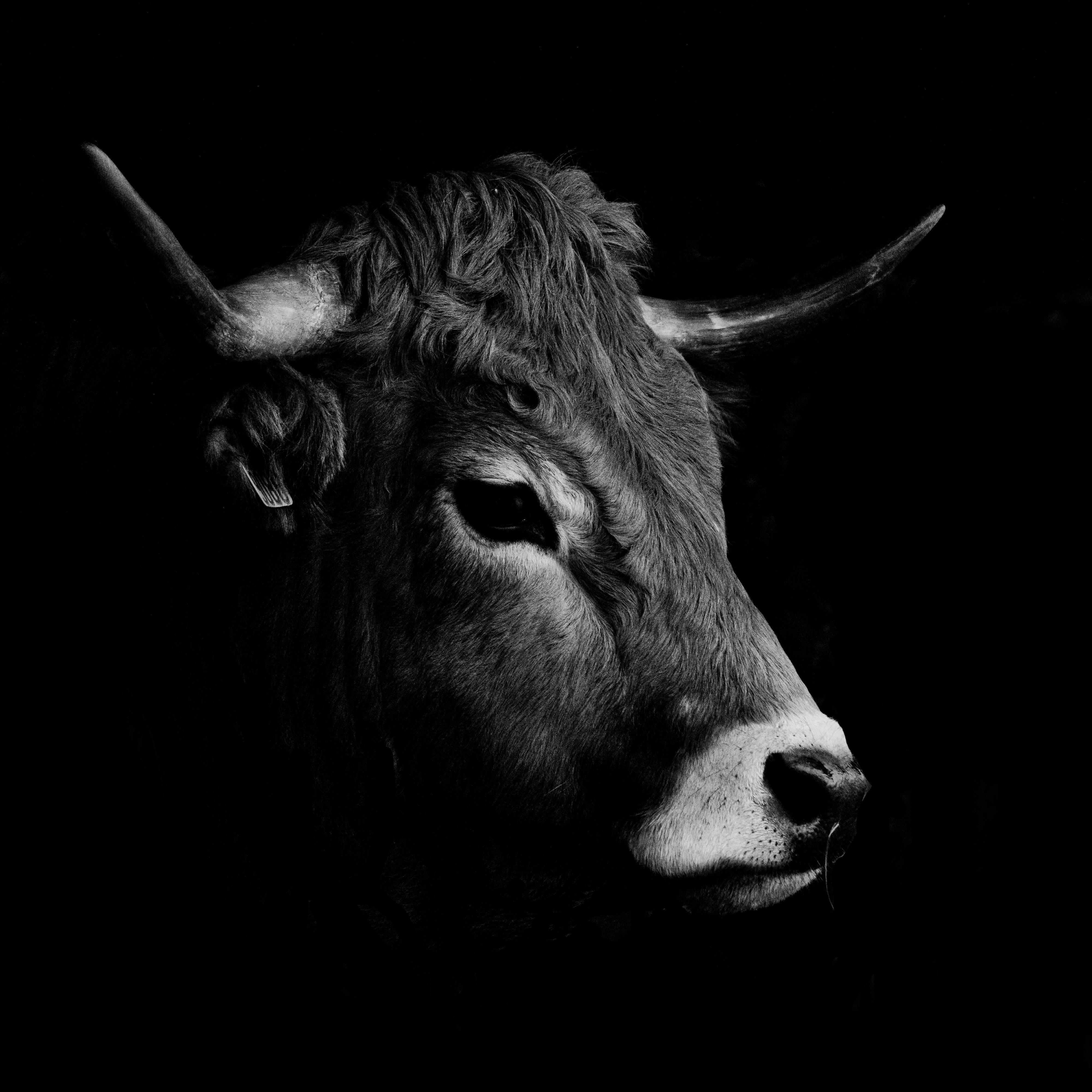 cow head black and white