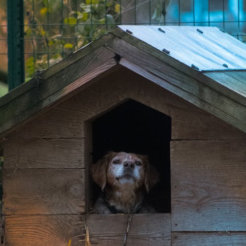 Free Brown Long Coated Dog in Brown Wooden Pet House Stock Photo