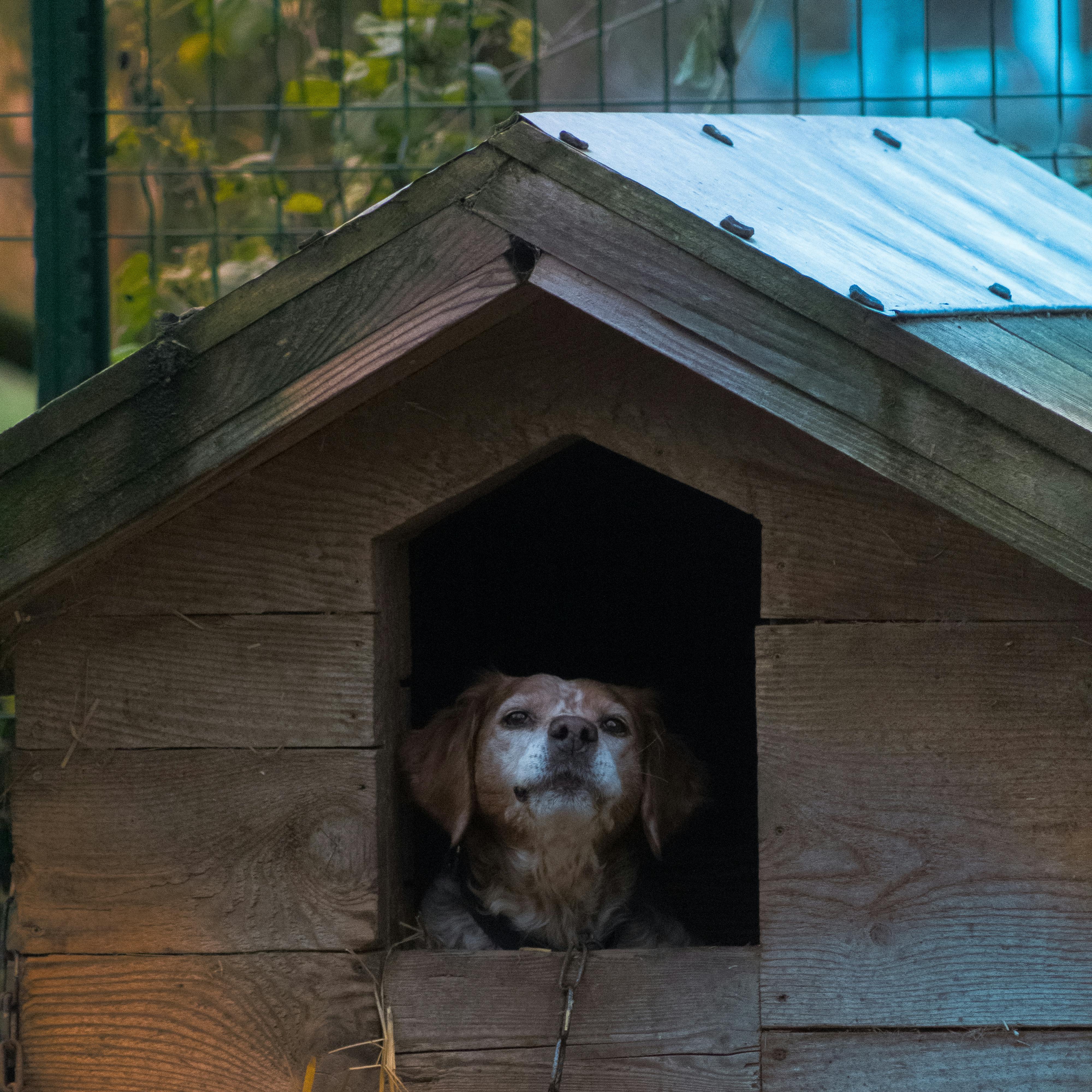 Animal Shelter Photos, Download The BEST Free Animal Shelter Stock Photos & HD Images Animal Shelter Photos, Download The BEST Free Animal Shelter Stock Photos & HD Images