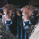 Cows on a Cage