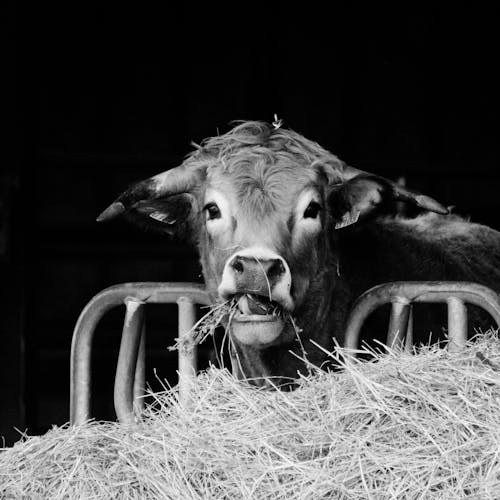 A Cow Eating Hay 