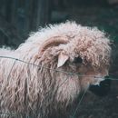 White Sheep on Black Soil