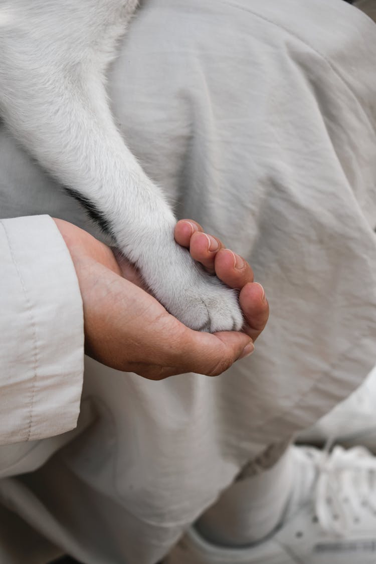 Owner Holding A Cat's Paw 