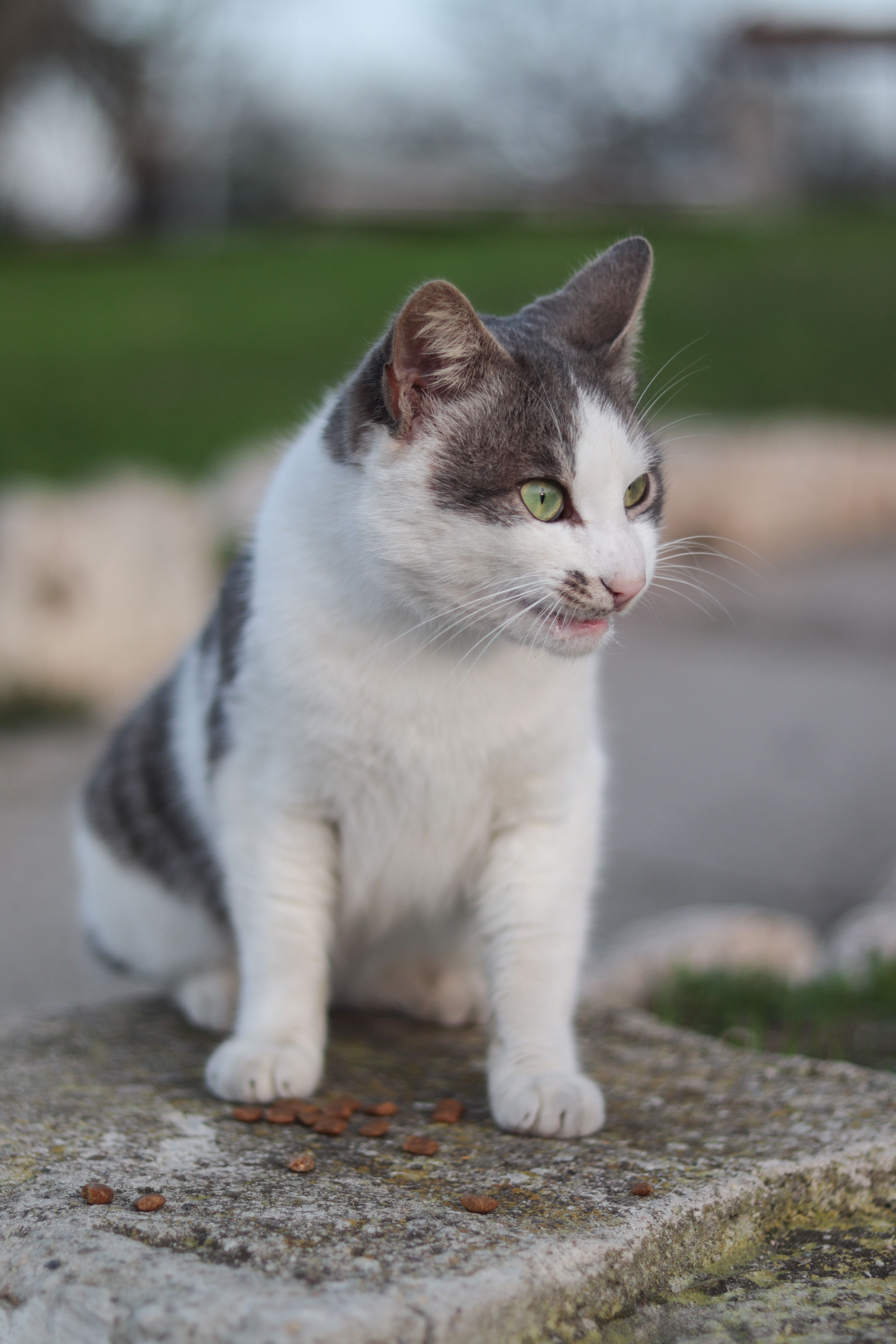 A White and Black Cat on Concrete Surface with Cat Food · Free Stock Photo