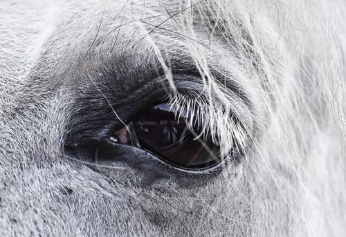 Free Detailed extreme close-up of a white horse's eye with a reflection, showcasing texture and depth. Stock Photo