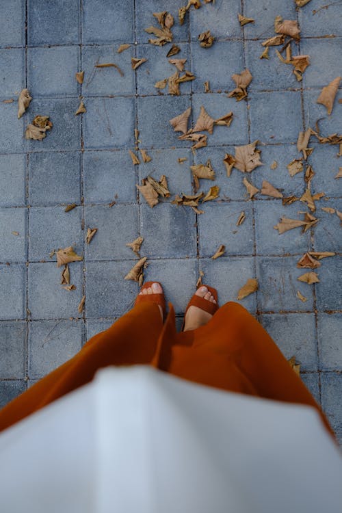 Dry Leaves On Pavement · Free Stock Photo