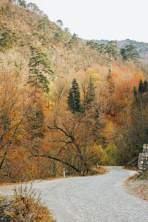 Fotos de stock gratuitas de asfalto, bosque, camino rural