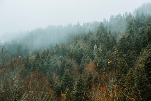 Conifeorus Trees covered in Fog 