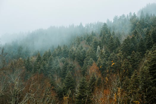 Serene misty coniferous forest creating a foggy and tranquil atmosphere.