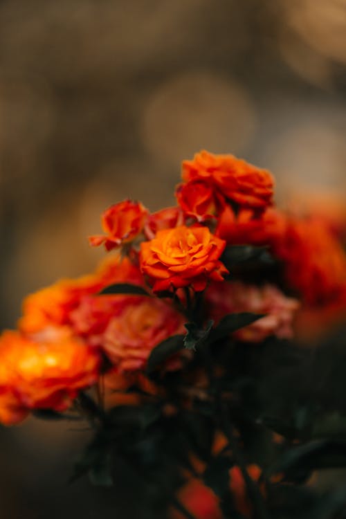 Orange Flower in Tilt Shift Lens