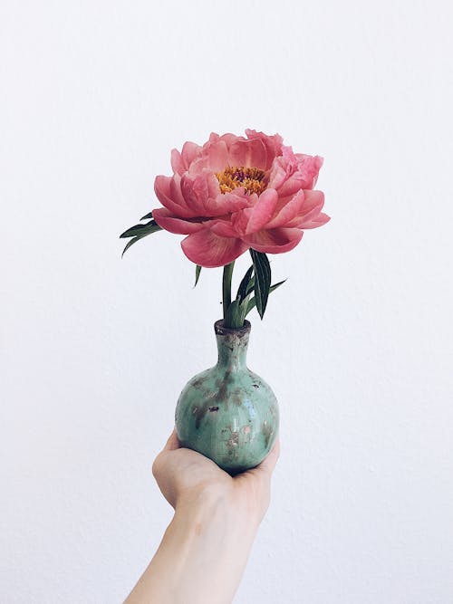 Pink Peonie in Vase