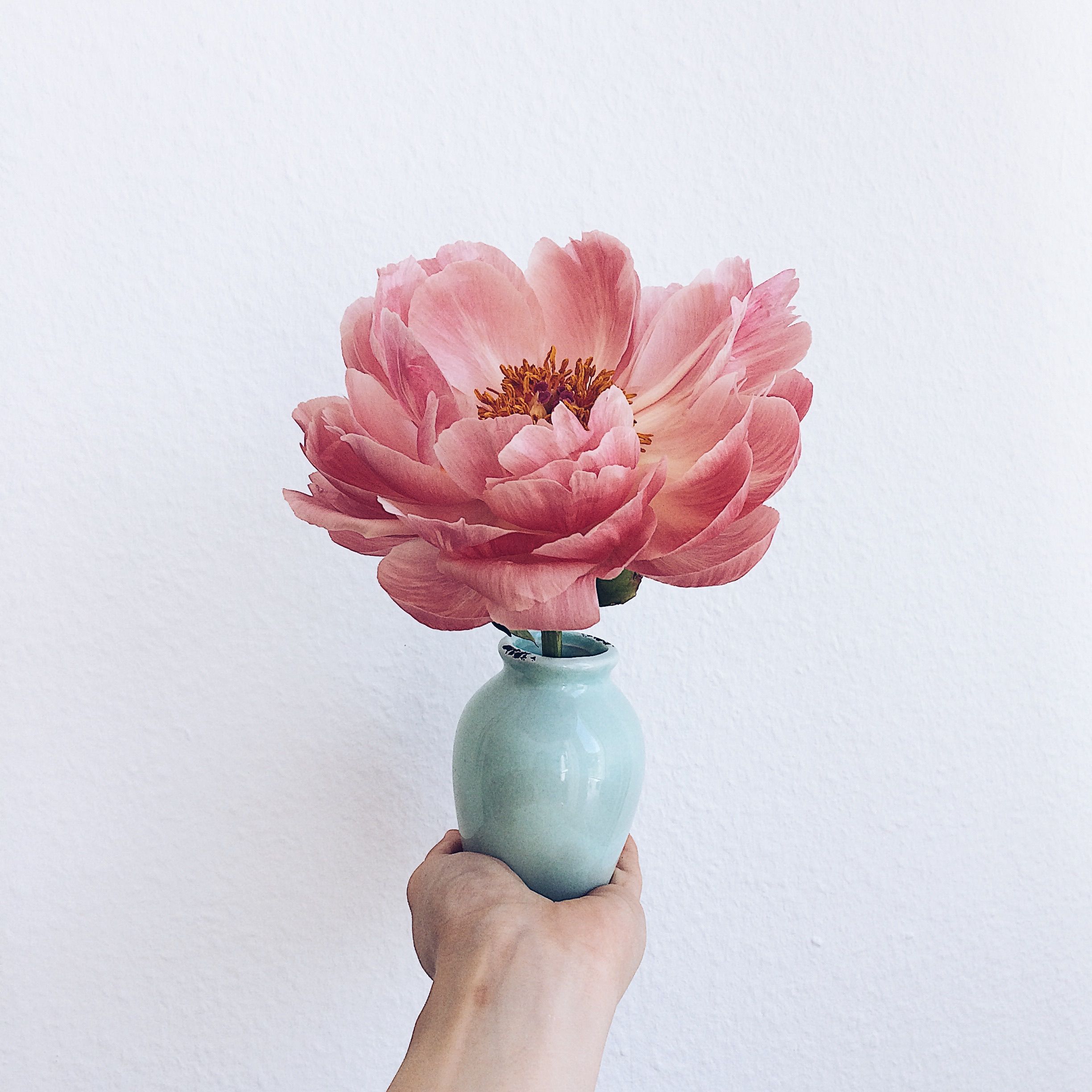 Pink&nbsp;Peonie&nbsp;in Vase