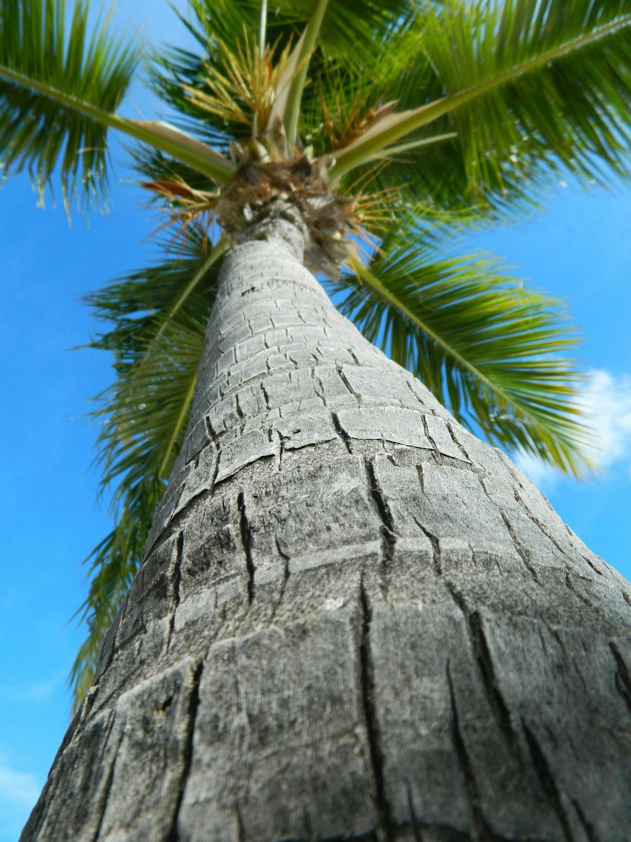 Barco no rio Amazonas, Brasil, com floresta ao fundo