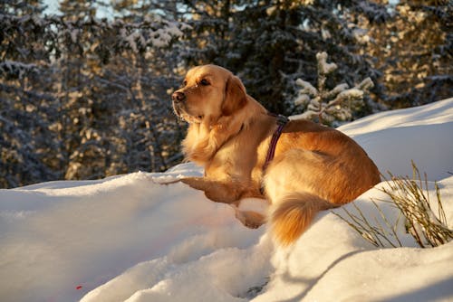 Δωρεάν στοκ φωτογραφιών με golden retriever, αξιολάτρευτος, γκρο πλαν