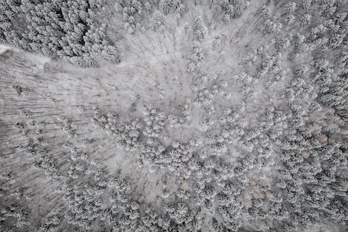 Foto profissional grátis de arvores coníferas, com frio, congelando