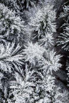 Stunning aerial shot of snow-covered coniferous trees in a winter forest.