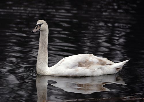 Close-Up Shot of a Swan Swimming on the Lake