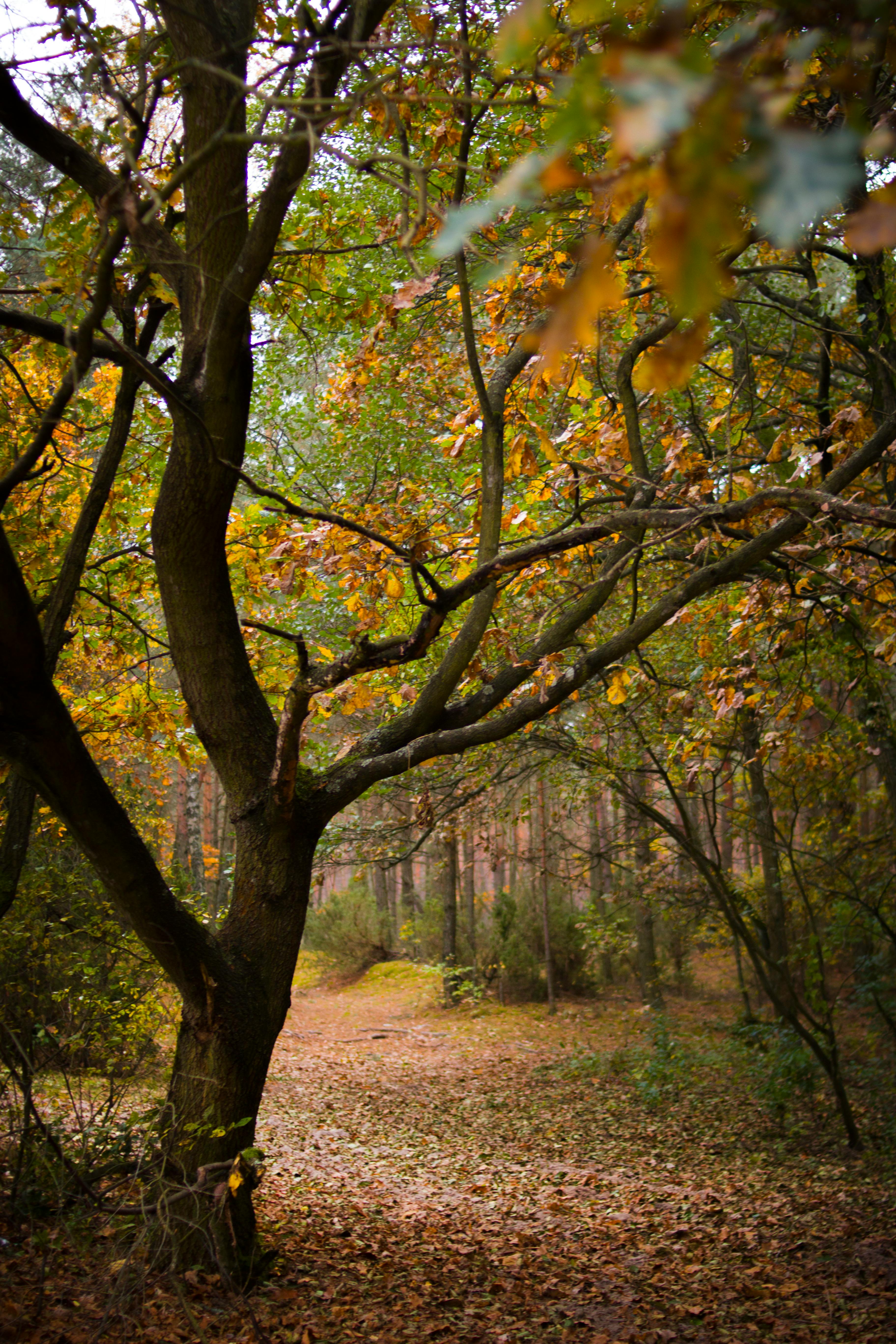 brown trees