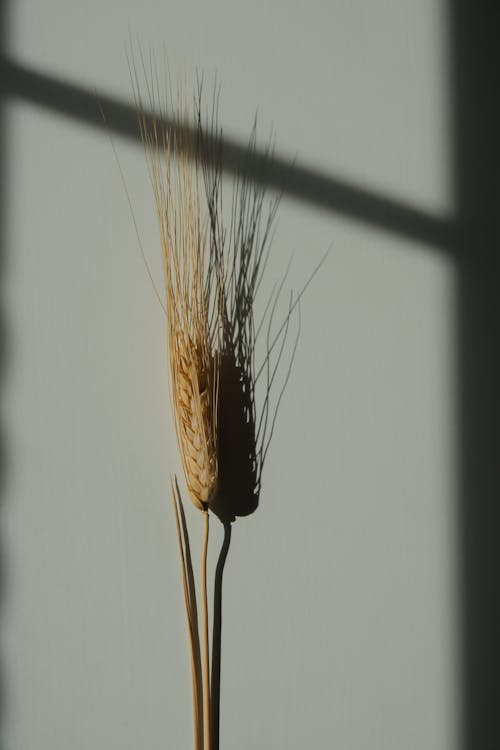 Darmowe zdjęcie z galerii z cień, kłos pszenicy, minimalny