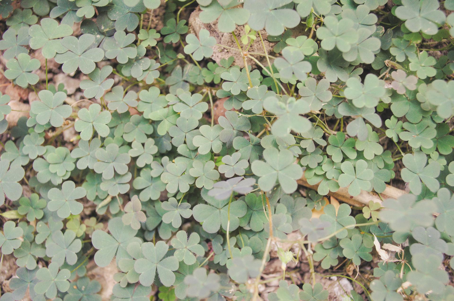 A lush field of clovers showcasing natural green patterns and textures in a Venezuelan garden.