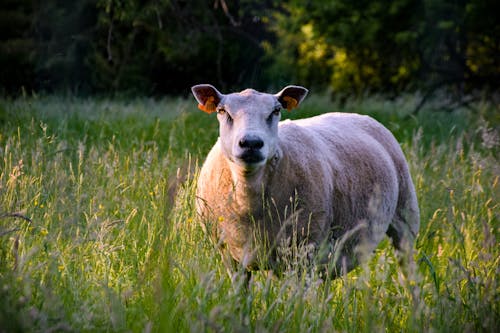 A White Cow on a Grassy Field