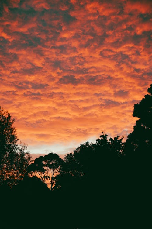 Free Kostenloses Stock Foto zu atmosphäre, bäume, dramatischer himmel Stock Photo