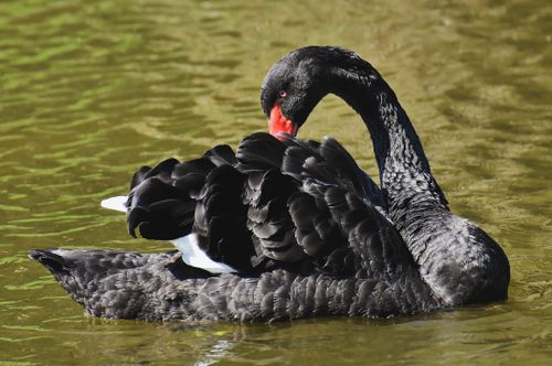 Free Elegant black swan swimming gracefully on a sunlit lake, showcasing its unique plumage and posture. Stock Photo