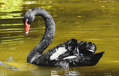 Close-Up Shot of a Black Swan Swimming on the Lake