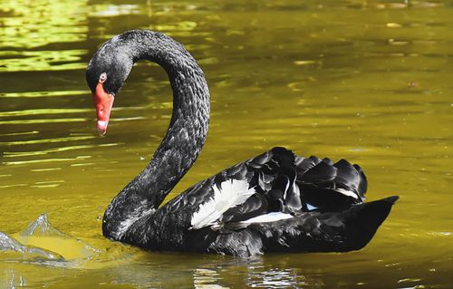 Free A black swan gracefully swimming in a tranquil pond. Perfect wildlife capture. Stock Photo