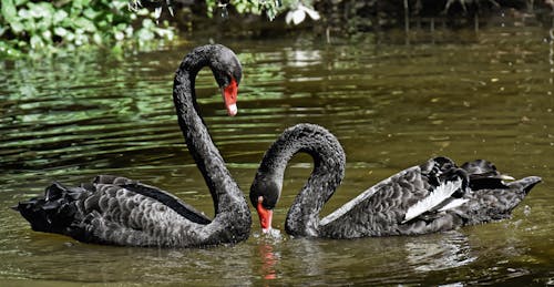 Základová fotografie zdarma na téma černá labuť, divočina, dlouhý krk