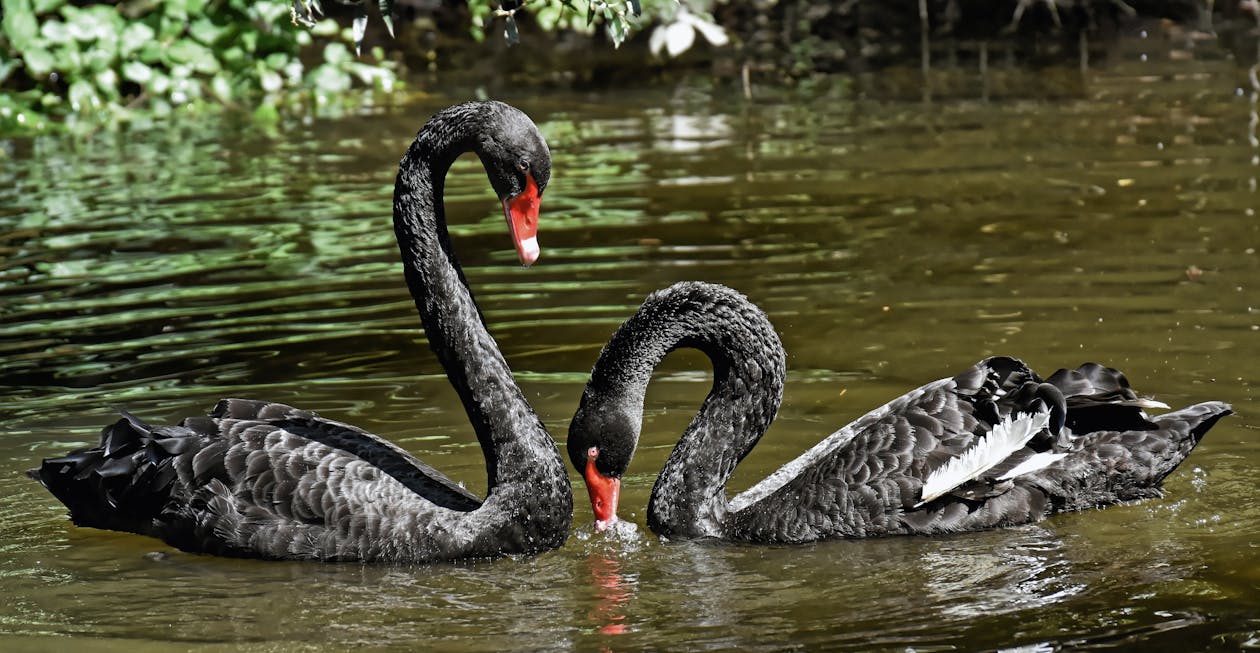 Black Swans on Water