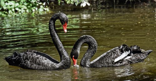 Free Two black swans with red beaks swim gracefully in a tranquil lake surrounded by lush greenery. Stock Photo