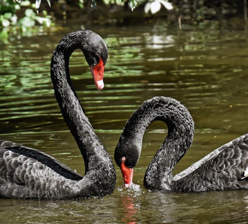 Close-Up Shot of Black Swans Swimming on the Lake